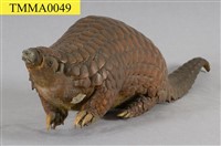 藏品(臺灣鯪鯉)的圖片